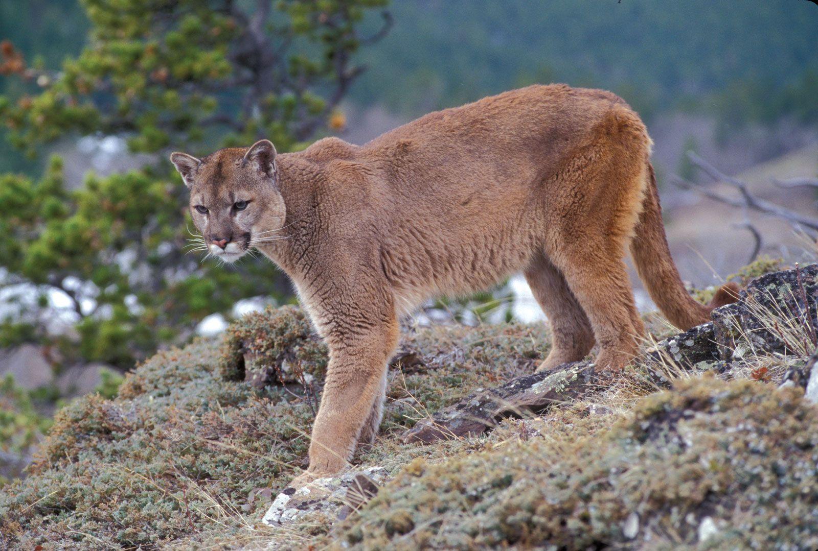 Une rencontre inattendue avec le Puma à‌ Lille